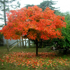 persimmon-tree-3