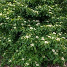 silky-dogwood